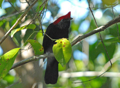 Antilophia galeata