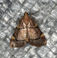 Hypsopygia thymetusalis
