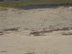 Sternula antillarum browni