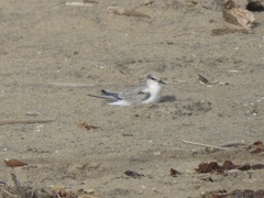 Sternula antillarum browni