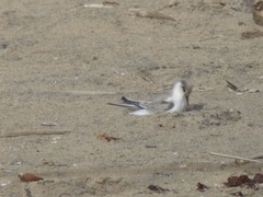 Sternula antillarum browni