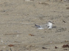 Sternula antillarum browni