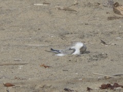 Sternula antillarum browni