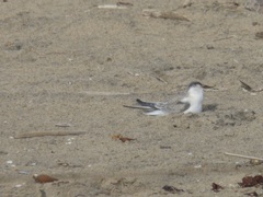 Sternula antillarum browni