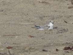Sternula antillarum browni
