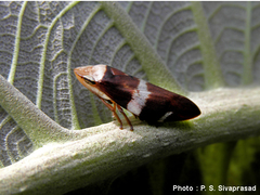 Ptyelinellus praefractus