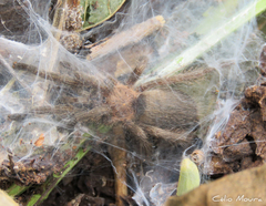 Dolichothele exilis