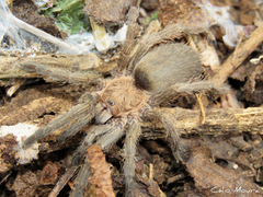 Dolichothele exilis