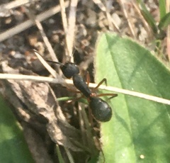 Camponotus rufipes