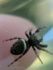 Phidippus whitmani