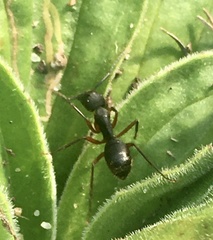 Camponotus rufipes