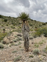 Yucca torreyi
