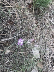 Allium drummondii