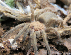 Dolichothele exilis