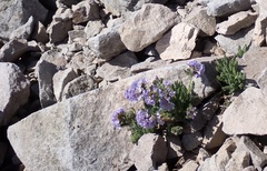 Polemonium elegans