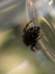 Phidippus whitmani