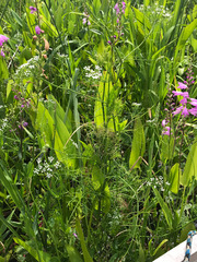 Ptilimnium ahlesii