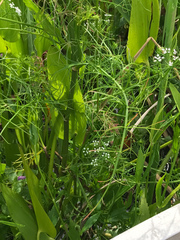Ptilimnium ahlesii