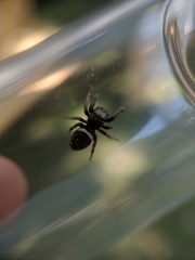Phidippus whitmani