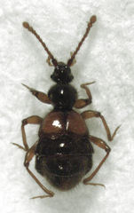 Gastrobothrus abdominalis