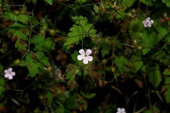 Geranium robertianum
