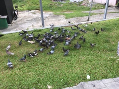 Columba livia domestica