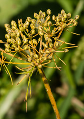 Ptilimnium ahlesii