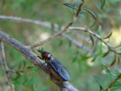 Dilophus nigrostigma