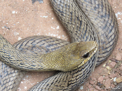 Philodryas nattereri