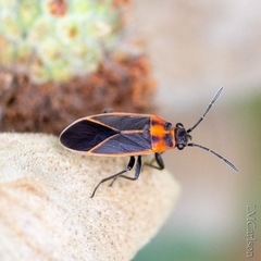 Ochrimnus lineoloides