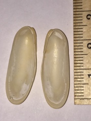 Lithophaga antillarum