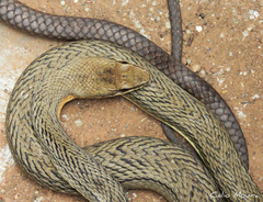 Philodryas nattereri