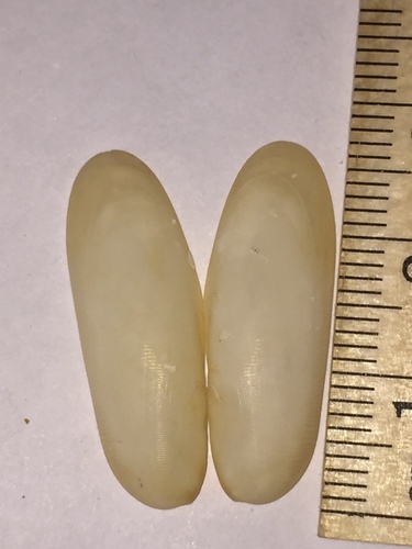 Lithophaga antillarum observed 2018-03-18