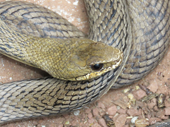 Philodryas nattereri