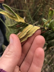 Pityrogramma trifoliata
