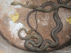 Philodryas nattereri