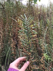 Pityrogramma trifoliata