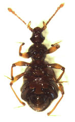 Gastrobothrus abdominalis