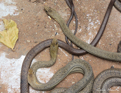 Philodryas nattereri