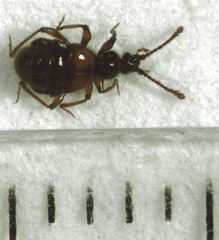 Gastrobothrus abdominalis