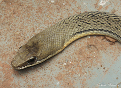 Philodryas nattereri