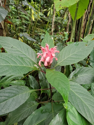 Justicia carnea observed 2021-07-24