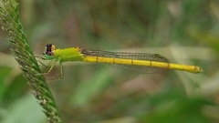 Agriocnemis kalinga