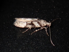 Coleotechnites atrupictella