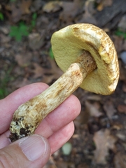 Boletus separans