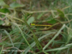 Agriocnemis kalinga