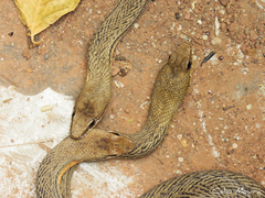 Philodryas nattereri