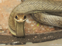 Philodryas nattereri