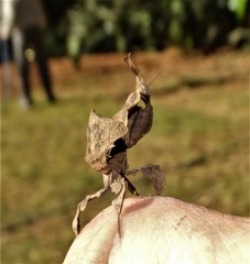 Phyllocrania