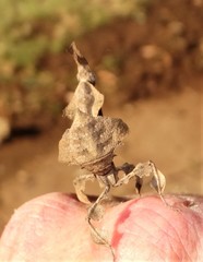 Phyllocrania